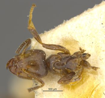 Media type: image;   Entomology 21355 Aspect: habitus dorsal view